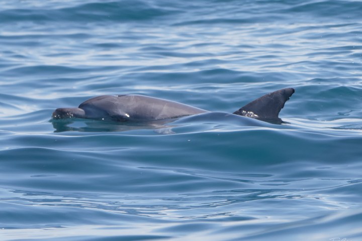 Spectacular Dolphin Safaris Noosa