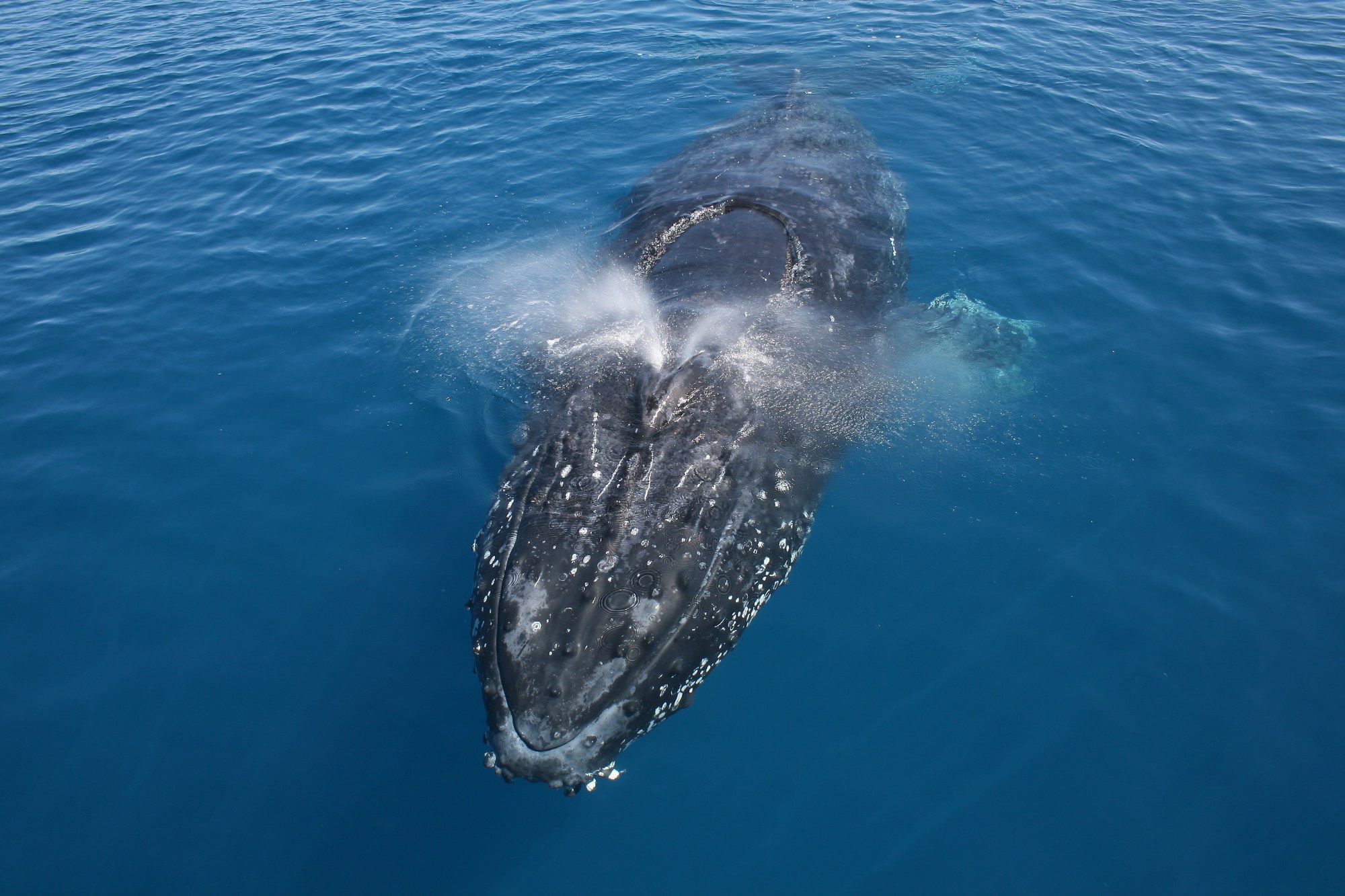 Whale watching tours Noosa, Sunshine Coast Whale watching tours Noosa, Sunshine Coast