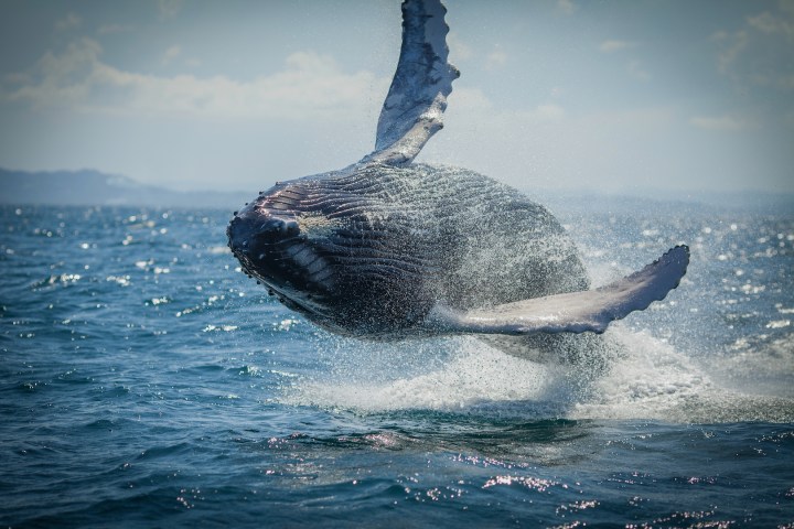 Breathtaking whale watching tours with Noosa Oceanrider