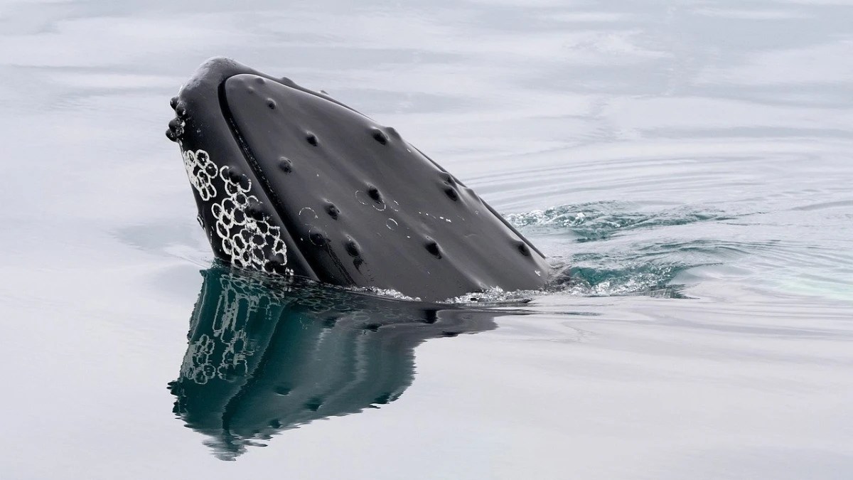 whale barnacles noosa whale watching tour
