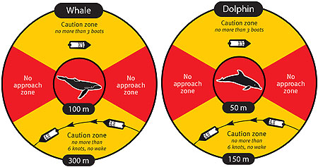 queensland government whale watching and dolphin watching guidelines