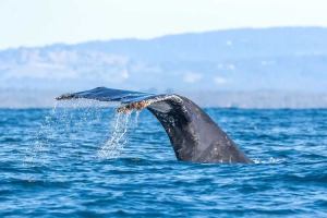 a whale swimming in a body of water