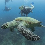 a turtle swimming under water