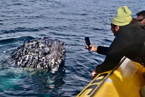 a man swimming in a body of water