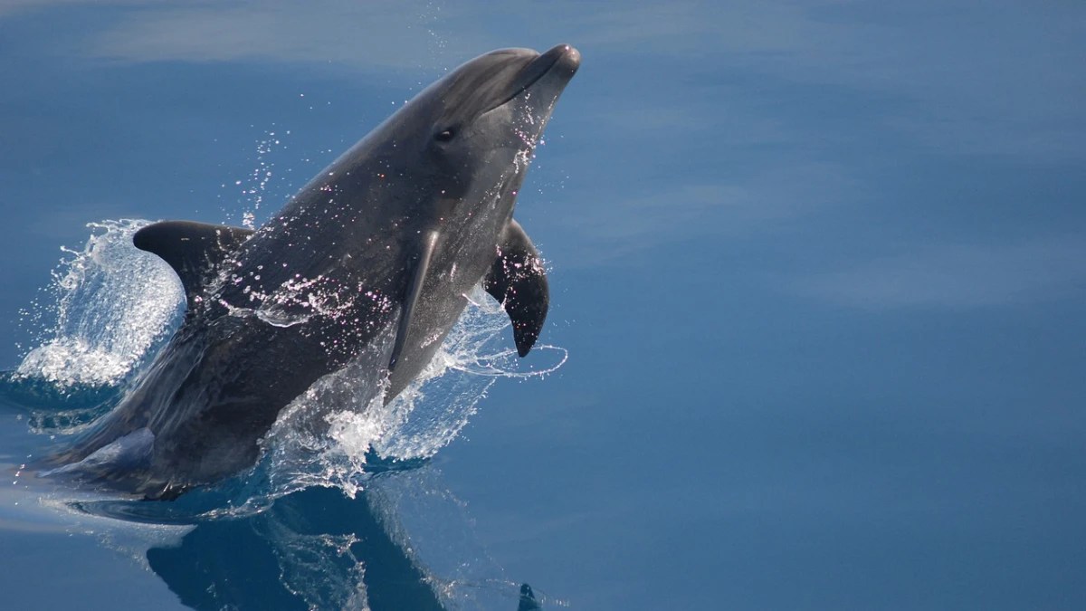 bottlenose dolphin noosa