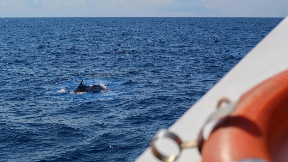 dolphin whale watching guidelines