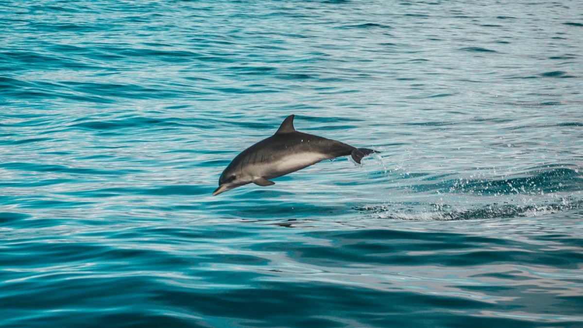 dolphin cruises in noosa sunshine coast