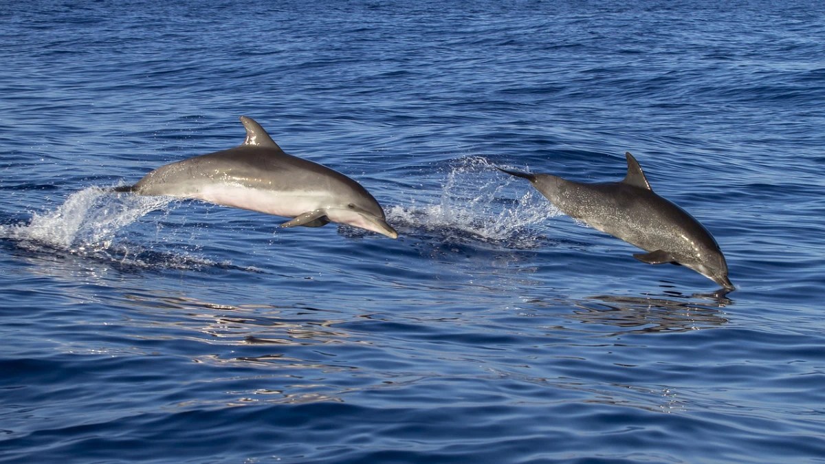 noosa marine life dolphins noosa marine life dolphins