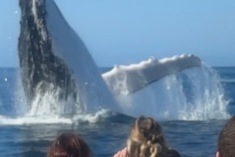 People watch a whale breaching near a boat on a sunny day.