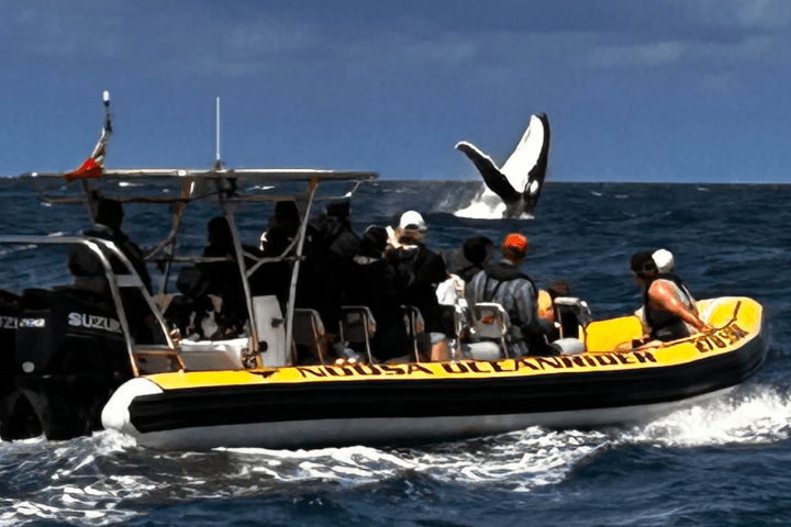 People on a yellow boat watching a whale tail emerge from the ocean.