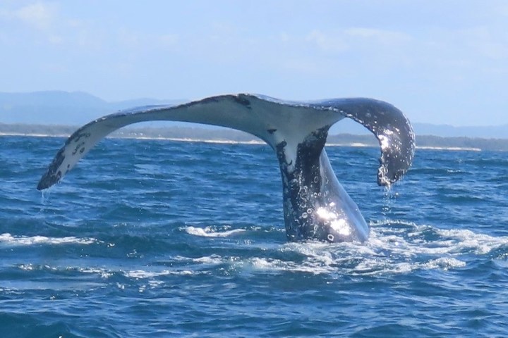 Humpback whale tail fluke above ocean surface with distant coastline.