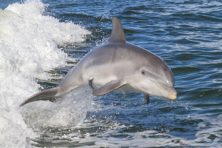 Dolphin leaping from the ocean with splashing waves in the background.