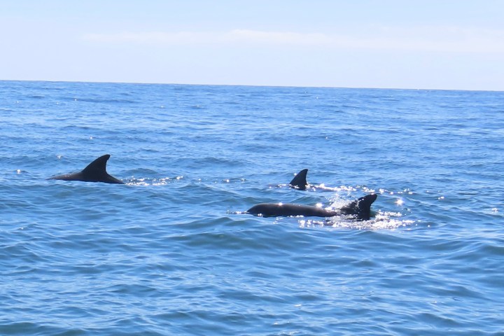 Three dolphins swimming in the ocean under a clear blue sky.
